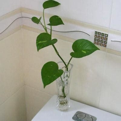 廚房廁所相鄰 針葉植物盆栽